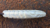 Couteau à friction manche en dent de Phacochère gravée et sa lame damas