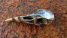 Korbak couteau crâne de corbeau viking en fonte de bronze casque en argent et sa lame damas