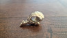 Pendentif artisanal en or nordique : crâne de corbeau